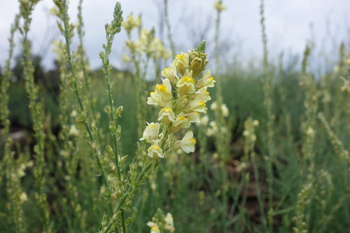 Italian toadflax (Linaria angustissima)