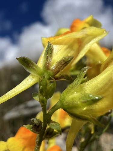 Italian toadflax (Linaria angustissima)