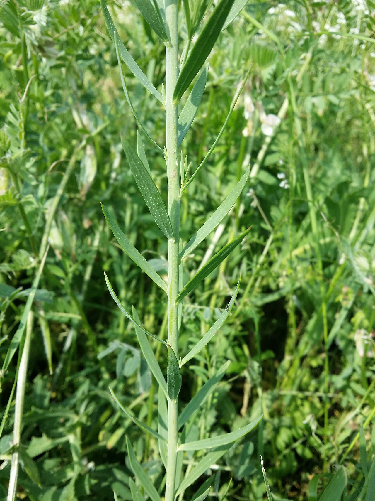 Italian toadflax: Stem with leaves Taxonym: Linaria angustissima ss Fischer et al. EfÖLS 2008 ISBN 978-3-85474-187-9 Location: Vár-hegy NW Verpelét, Heves County, Hungary - ca. 1