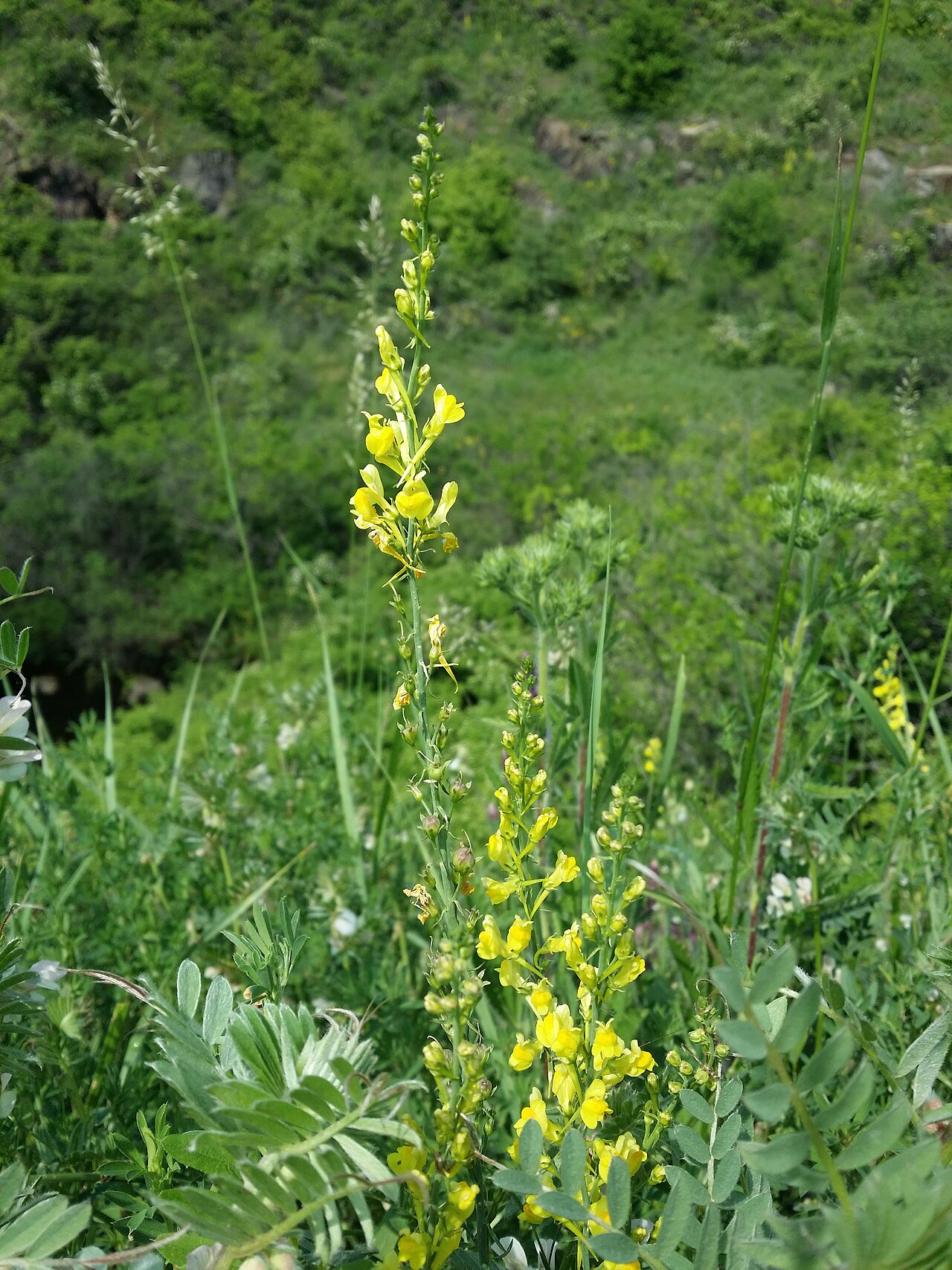 Italian toadflax: Habitus Taxonym: Linaria angustissima ss Fischer et al. EfÖLS 2008 ISBN 978-3-85474-187-9 Location: Vár-hegy NW Verpelét, Heves County, Hungary - ca. 130 m a.s.
