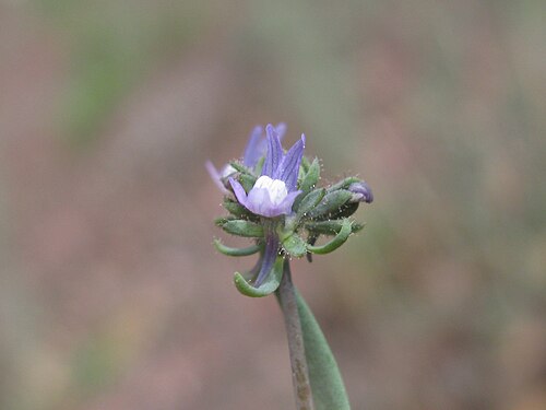 Field toadflax: Introduced, cool season, annual erect, glaucous, simple or much-branched herb, 10–40 cm tall; hairless except for glandular-hairy sepals. Leaves are linear to n