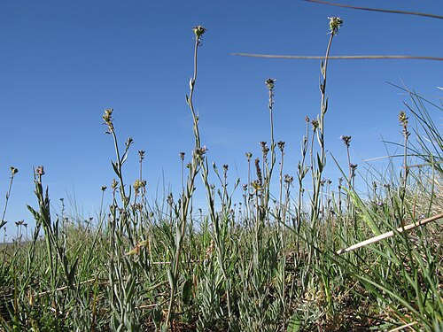 Field toadflax: Introduced, cool season, annual erect, glaucous, simple or much-branched herb, 10–40 cm tall; hairless except for glandular-hairy sepals. Leaves are linear to n