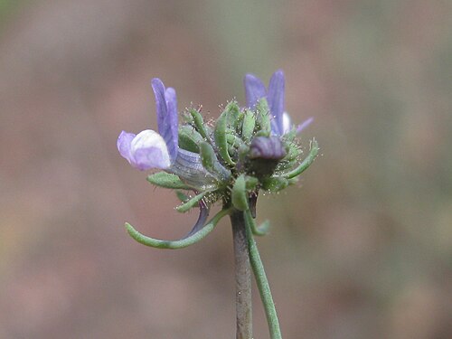 Field toadflax: Introduced, cool season, annual erect, glaucous, simple or much-branched herb, 10–40 cm tall; hairless except for glandular-hairy sepals. Leaves are linear to n