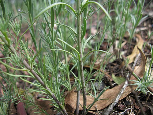 Field toadflax: Introduced, cool season, annual erect, glaucous, simple or much-branched herb, 10–40 cm tall; hairless except for glandular-hairy sepals. Leaves are linear to n