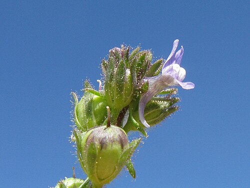 Field toadflax: Introduced, cool season, annual erect, glaucous, simple or much-branched herb, 10–40 cm tall; hairless except for glandular-hairy sepals. Leaves are linear to n