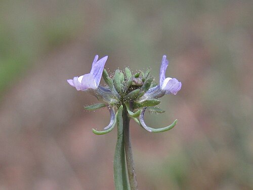 Field toadflax: Introduced, cool season, annual erect, glaucous, simple or much-branched herb, 10–40 cm tall; hairless except for glandular-hairy sepals. Leaves are linear to n