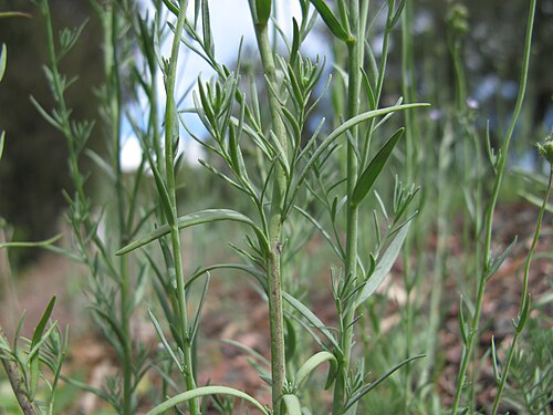 Field toadflax: Introduced, cool season, annual erect, glaucous, simple or much-branched herb, 10–40 cm tall; hairless except for glandular-hairy sepals. Leaves are linear to n