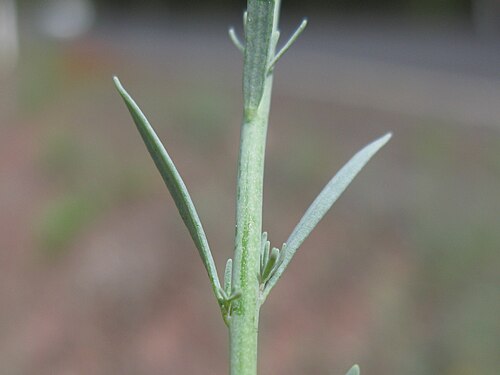 Field toadflax: Introduced, cool season, annual erect, glaucous, simple or much-branched herb, 10–40 cm tall; hairless except for glandular-hairy sepals. Leaves are linear to n