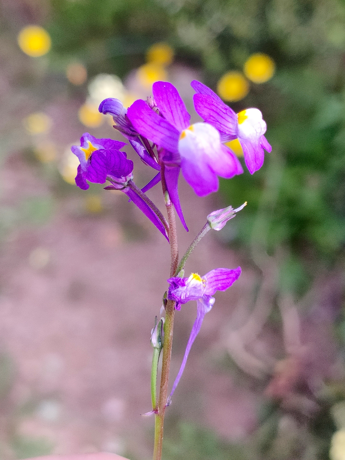 Clovenlip toadflax: Cloven-flowered Toadflax Linaria bipartita , Souss-Massa, Morocco.