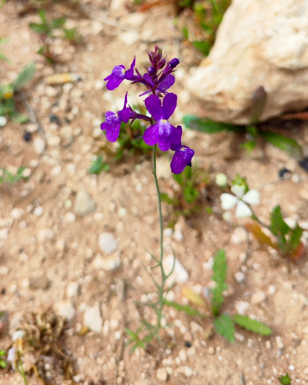 Clovenlip toadflax: Cloven-flowered Toadflax Linaria bipartita , Aquermoud, Essaouira, Morocco.