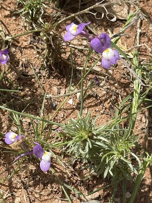 Clovenlip toadflax: Cloven-flowered Toadflax Linaria bipartita , Souss-Massa, Morocco.