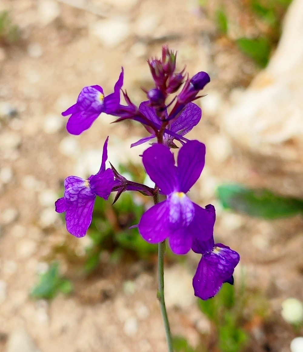 Clovenlip toadflax: Cloven-flowered Toadflax Linaria bipartita , Aquermoud, Essaouira, Morocco.