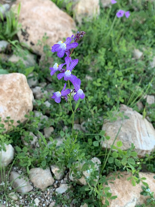 Clovenlip toadflax: Cloven-flowered Toadflax Linaria bipartita , Aourir, Morocco.