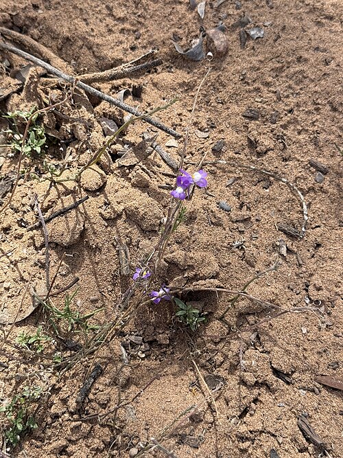 Clovenlip toadflax: Cloven-flowered Toadflax Linaria bipartita , Souss-Massa, Morocco.