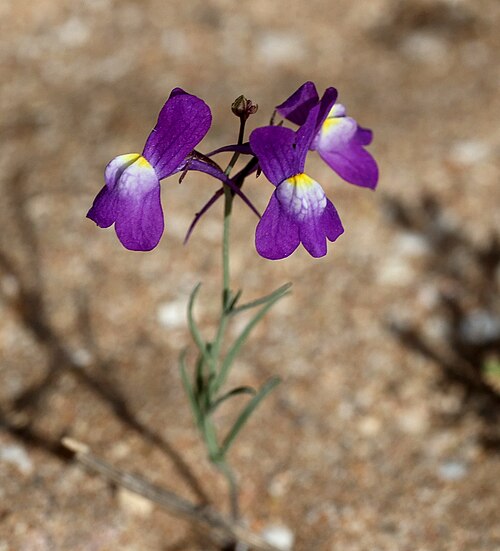 Clovenlip toadflax: Cloven-flowered Toadflax Linaria bipartita , Tamri, Morocco.