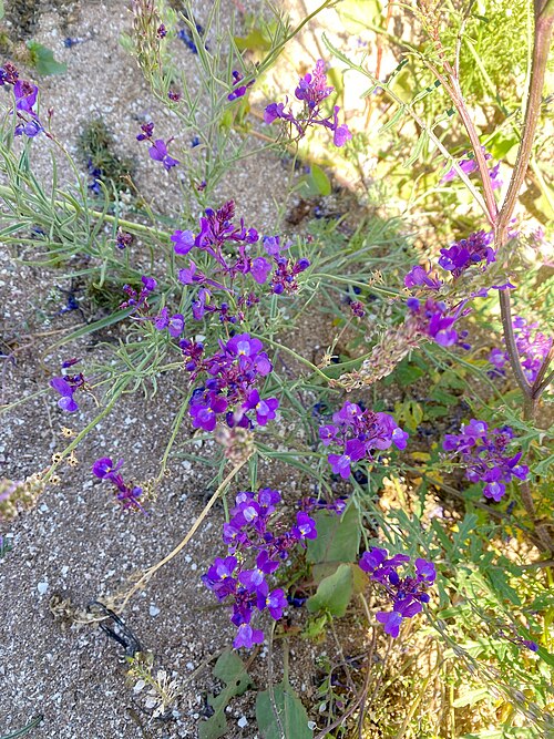 Clovenlip toadflax: Cloven-flowered Toadflax Linaria bipartita , Tamri, Morocco.