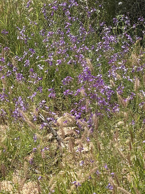 Clovenlip toadflax: Cloven-flowered Toadflax Linaria bipartita , Souss-Massa, Morocco.