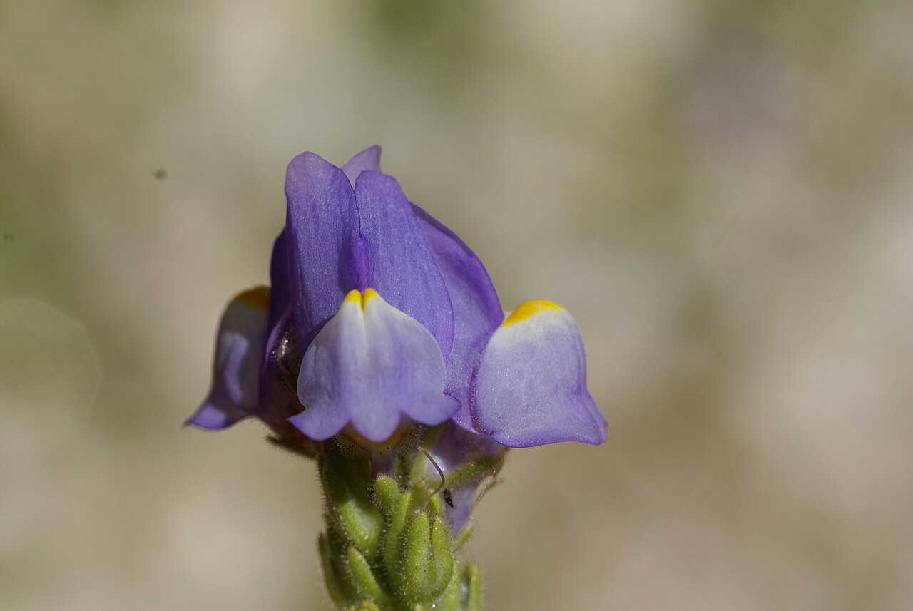 Linaria clementei: Plant species Linaria clementei in Jardín Botánico La Concepción in Malaga, Spain