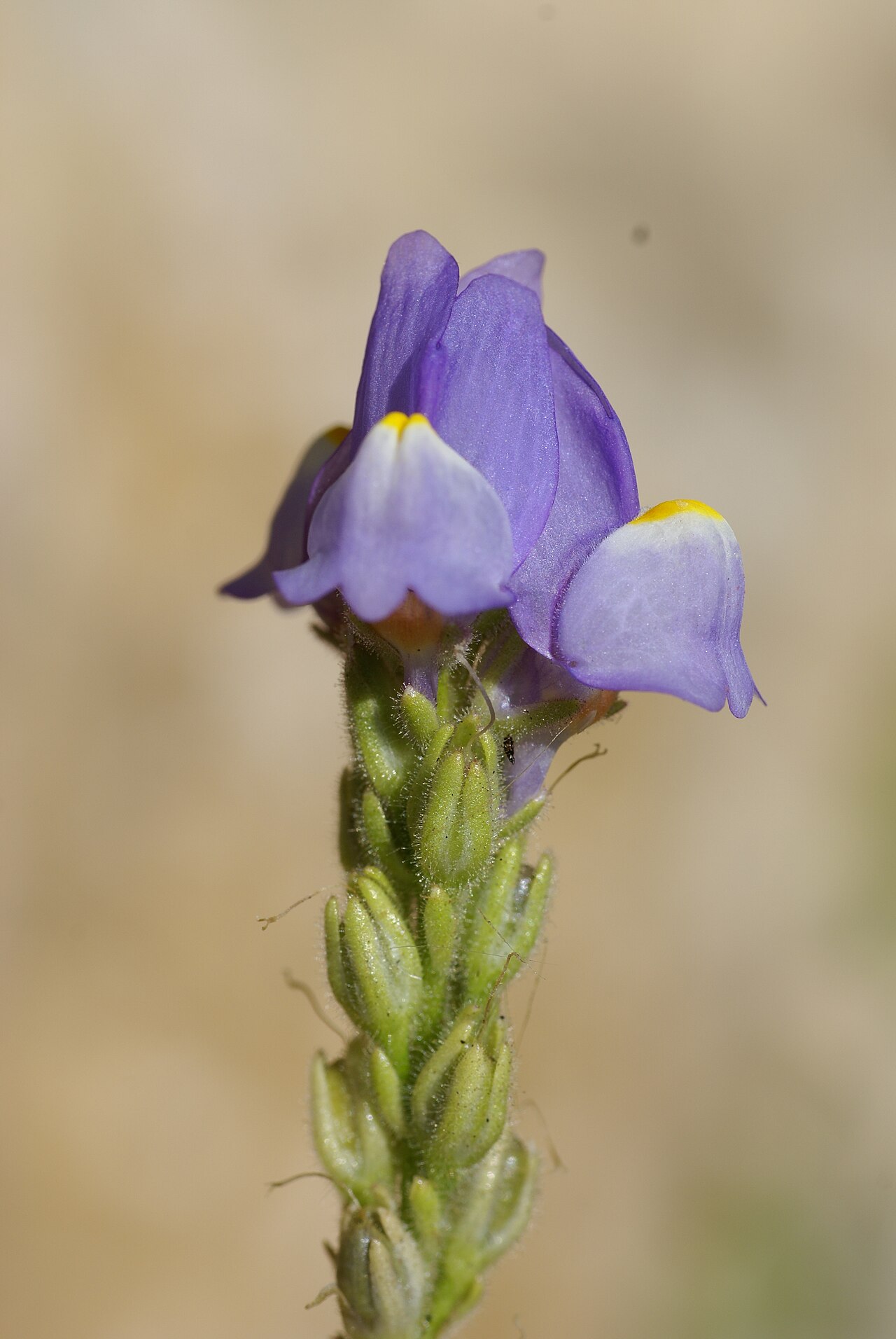 Linaria clementei: Plant species Linaria clementei in Jardín Botánico La Concepción in Malaga, Spain
