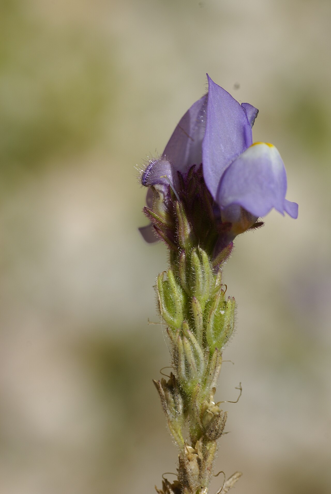 Linaria clementei: Plant species Linaria clementei in Jardín Botánico La Concepción in Malaga, Spain