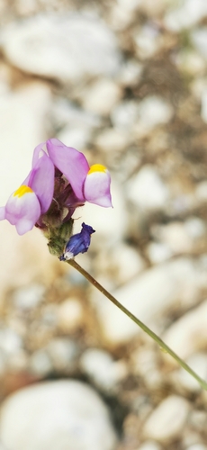 Linaria clementei (Linaria clementei)
