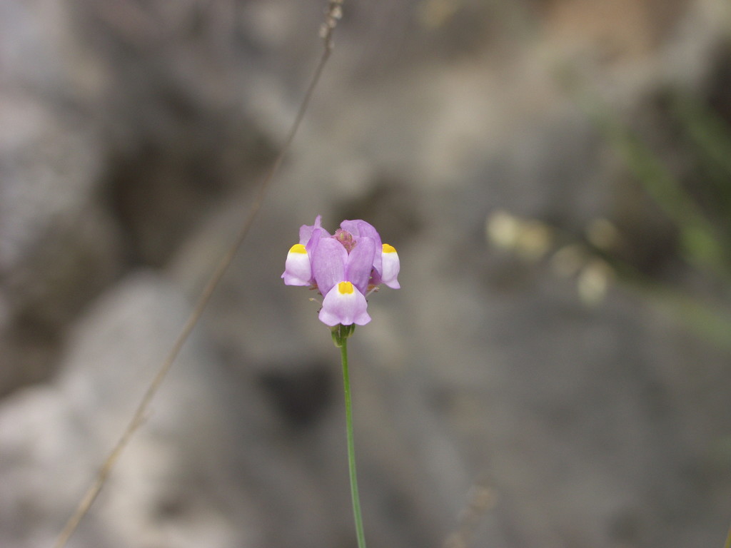 Linaria clementei (Linaria clementei)
