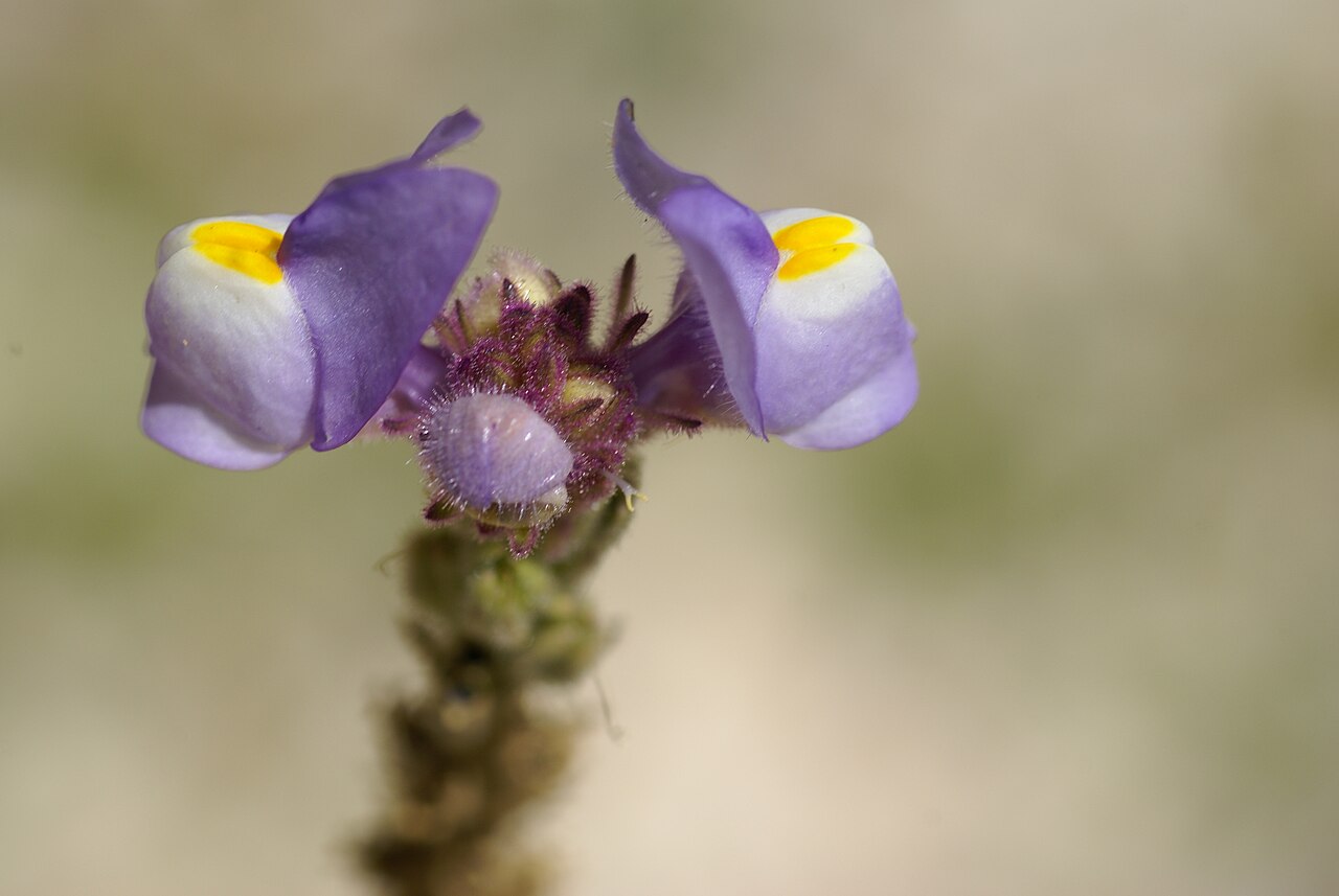 Linaria clementei: Plant species Linaria clementei in Jardín Botánico La Concepción in Malaga, Spain