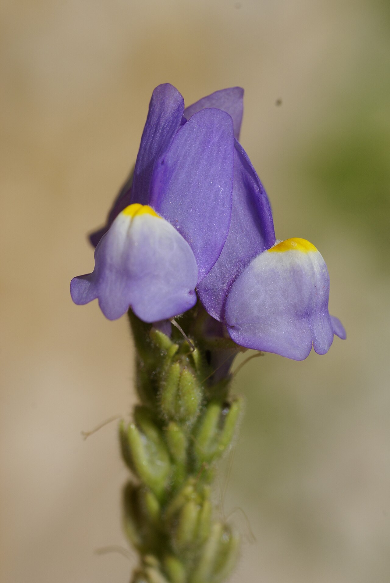 Linaria clementei: Plant species Linaria clementei in Jardín Botánico La Concepción in Malaga, Spain