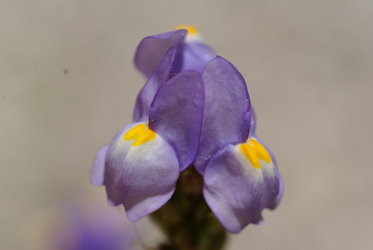 Linaria clementei: Plant species Linaria clementei in Jardín Botánico La Concepción in Malaga, Spain