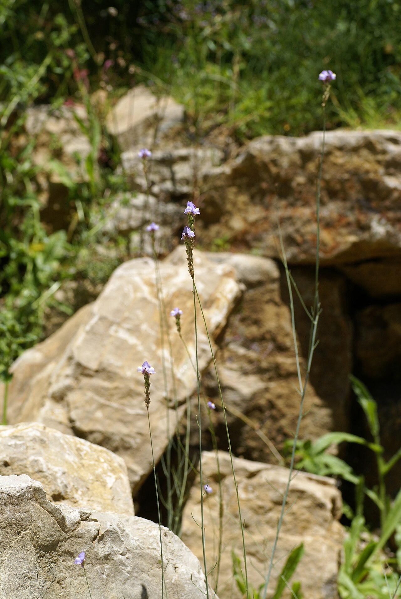Linaria clementei: Plant species Linaria clementei in Jardín Botánico La Concepción in Malaga, Spain