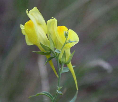Balkan toadflax (Linaria dalmatica)