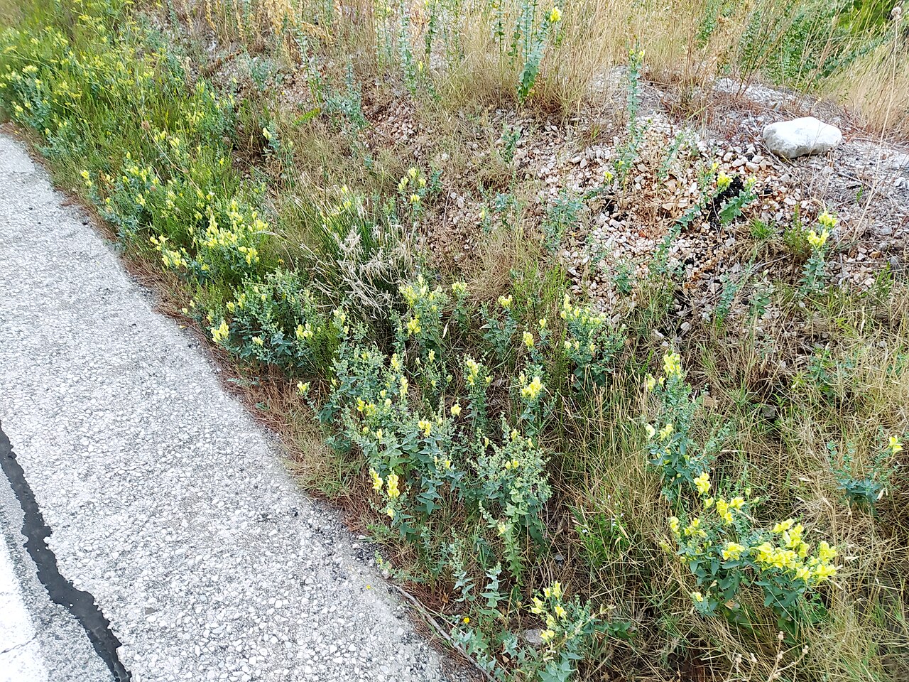 Balkan toadflax: Balkan Toadflax Linaria dalmatica , Brela, Croatia.