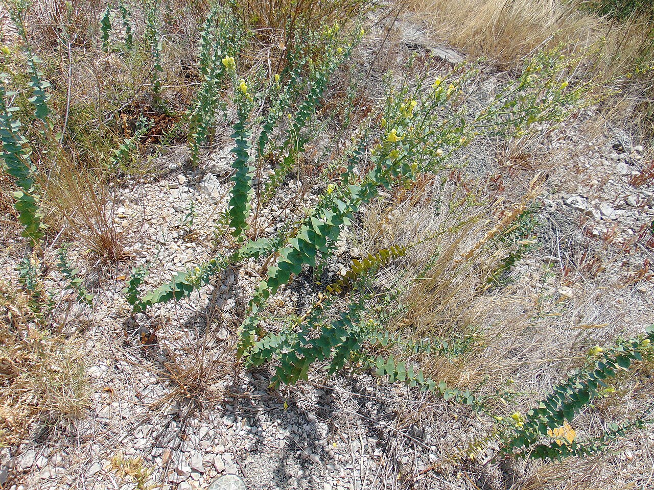 Balkan toadflax: Balkan Toadflax Linaria dalmatica , Brela, Croatia.