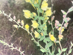 Balkan toadflax (Linaria dalmatica)