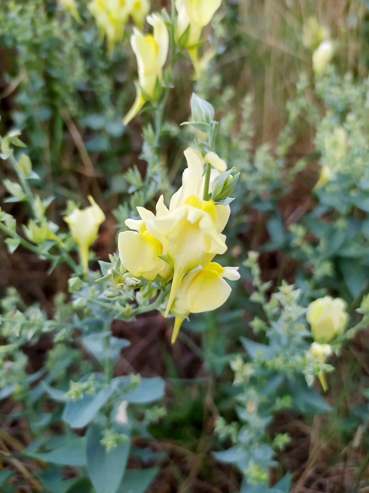 Balkan toadflax: Balkan Toadflax Linaria dalmatica , Brela, Croatia.