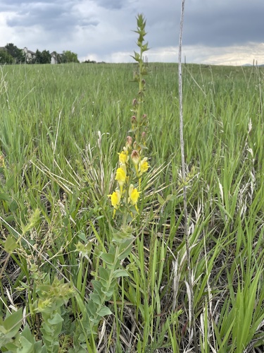 Balkan toadflax (Linaria dalmatica)