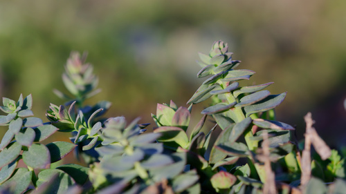 Balkan toadflax (Linaria dalmatica)