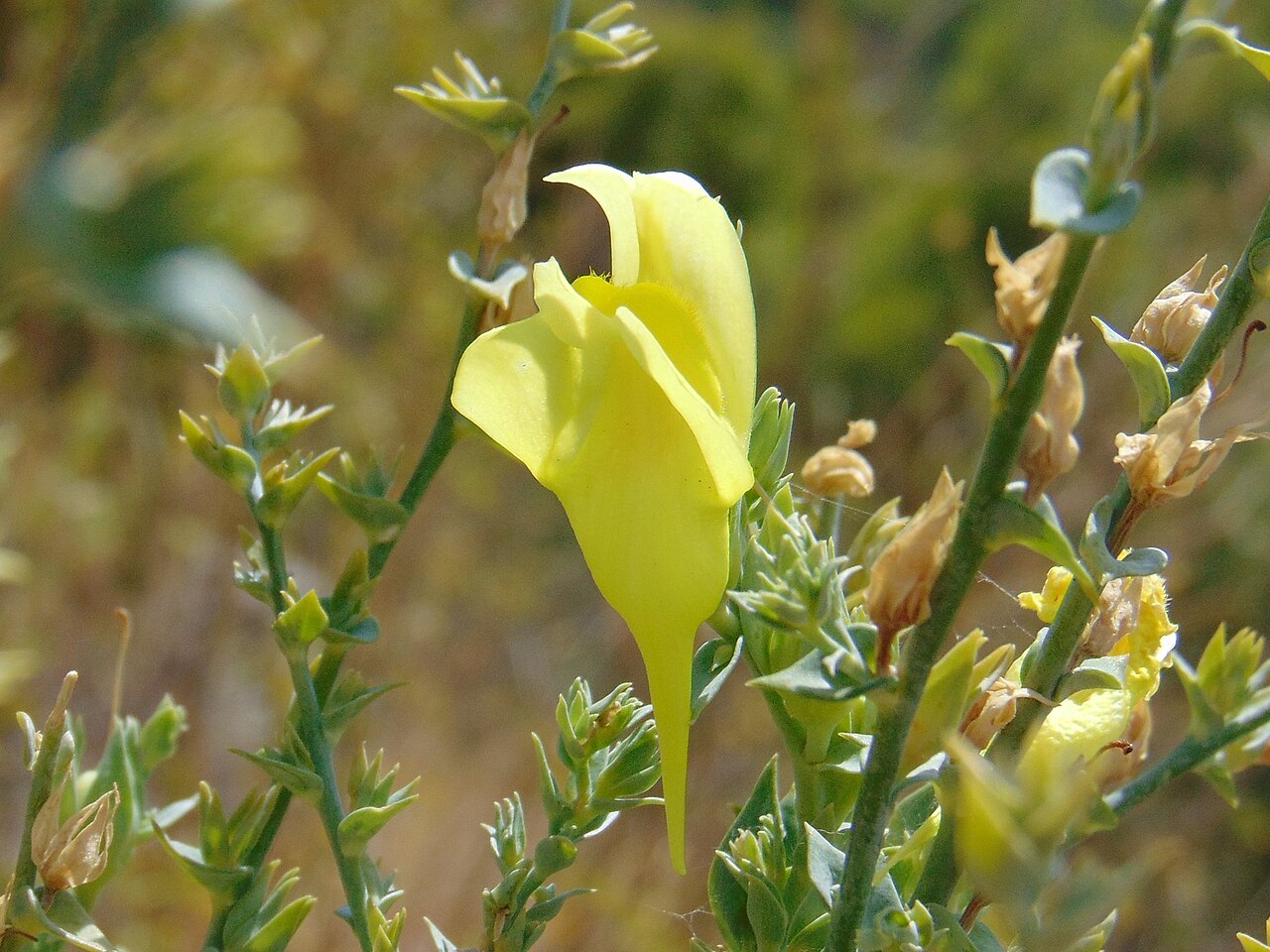 Balkan toadflax: Balkan Toadflax Linaria dalmatica , Brela, Croatia.