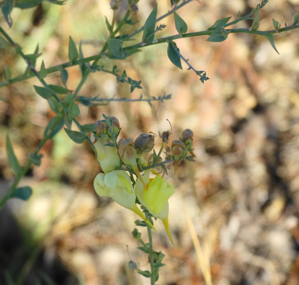 Balkan toadflax (Linaria dalmatica)