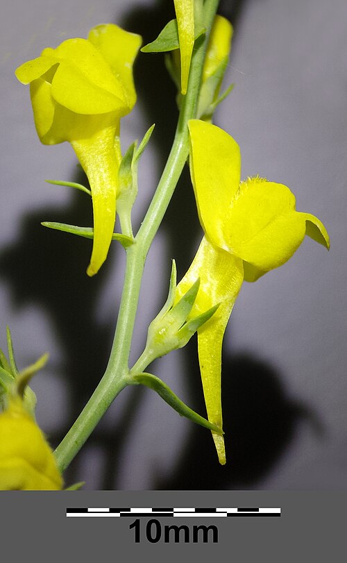 Broomleaf toadflax: Inflorescence Taxonym: Linaria genistifolia (subsp. genistifolia) ss Fischer et al. EfÖLS 2008 ISBN 978-3-85474-187-9 Location: Schmetterlingswiese in Donaupark