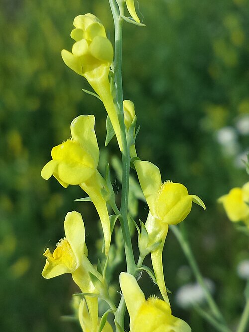Broomleaf toadflax: Inflorescence Taxonym: Linaria genistifolia (subsp. genistifolia) ss Fischer et al. EfÖLS 2008 ISBN 978-3-85474-187-9 Location: Schmetterlingswiese in Donaupark