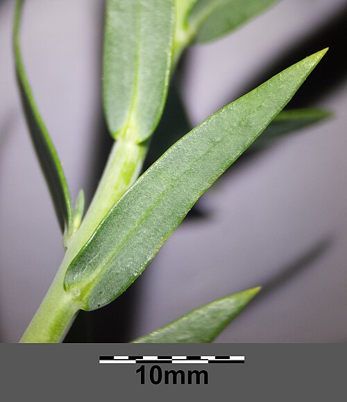 Broomleaf toadflax: Leaf Taxonym: Linaria genistifolia (subsp. genistifolia) ss Fischer et al. EfÖLS 2008 ISBN 978-3-85474-187-9 Location: Schmetterlingswiese in Donaupark, Vienna-