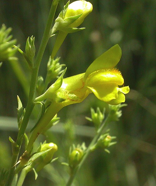 Broomleaf toadflax: Linaria genistifolia, Floriánek near Moravský Krumlov, Czech Republic