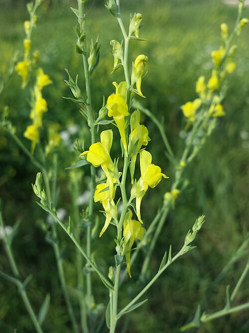 Broomleaf toadflax: Inflorescence Taxonym: Linaria genistifolia (subsp. genistifolia) ss Fischer et al. EfÖLS 2008 ISBN 978-3-85474-187-9 Location: Schmetterlingswiese in Donaupark
