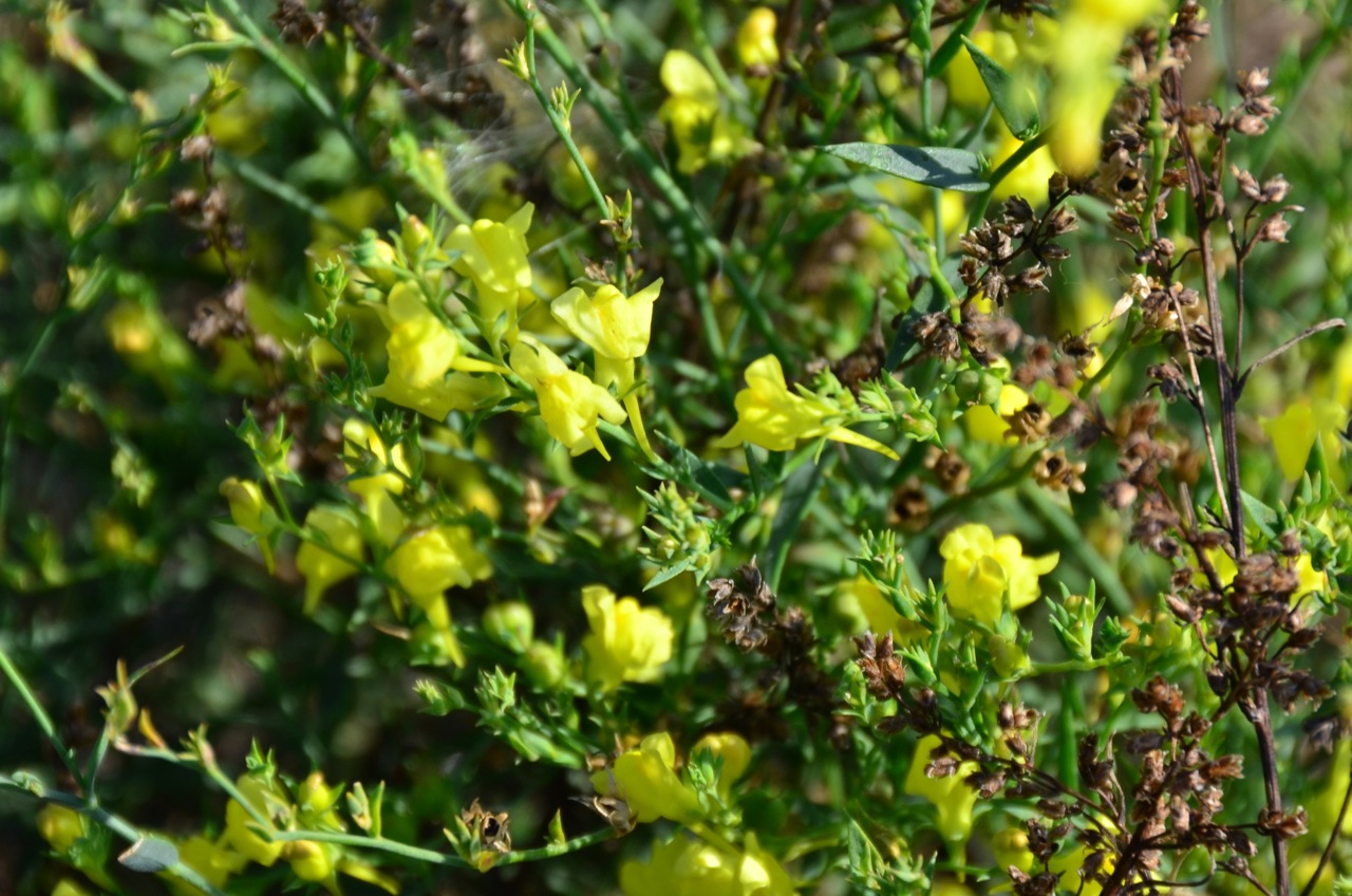 Broomleaf toadflax: Linaria genistifolia