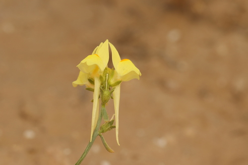 Linaria haelava (Linaria haelava)