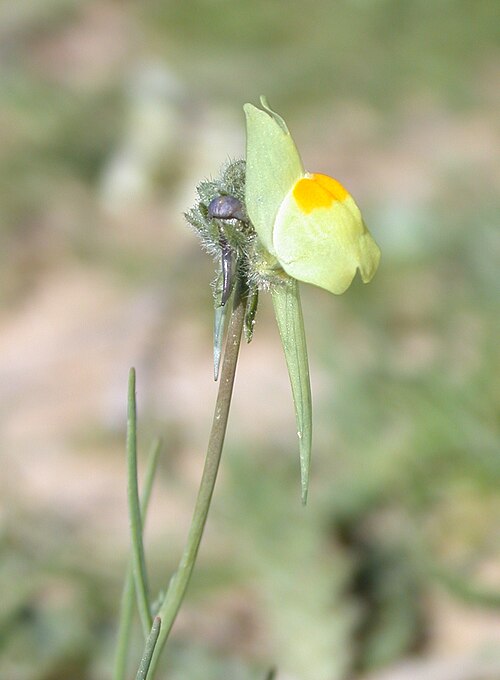 Linaria haelava: Linaria haelava (Forssk.) Delile (פשתנית ססגונית), Northern Negev, Israel, March 3, 2007.