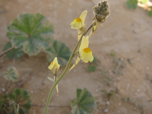 Linaria haelava (Linaria haelava)