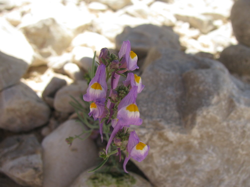Linaria haelava (Linaria haelava)