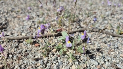 Linaria haelava (Linaria haelava)